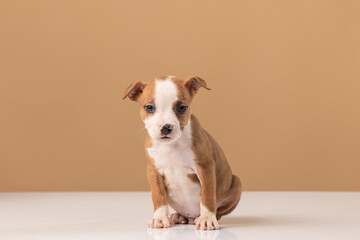 American Staffordshire Terrier puppy on a uniform background