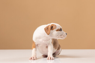 American Staffordshire Terrier puppy on a uniform background