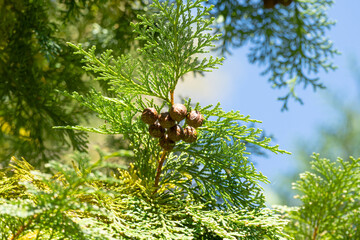 Seeds of Chamaecyparis obtusa (Japanese cypress, hinoki cypress)