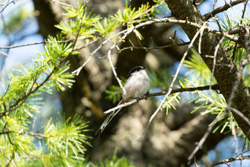 Wild Long-tailed Tit (Aegithalos caudatus) perched on a branch