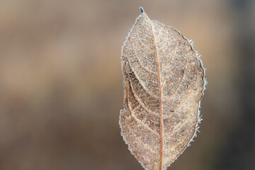 Close-up of a brown leaf covered with ice crystals in winter. There is space for text in the brown background.