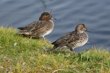 Male and female Common Teal (Anas crecca) on rocks beside the pond