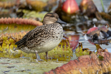 Female Eurasian Teal (Common Teal) rests on a Victoria amazonica in the pond. Its scientific name is Anas crecca.