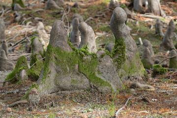 Close-up of breath-root clusters of Taxodium distichum, also known as bald cypress or swamp cypress