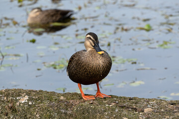 Spot‐billed duck on the rocks next to the pond. Its scientific name is Anas zonorhyncha.