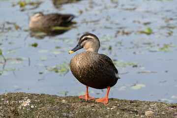 Spot‐billed duck on the rocks next to the pond. Its scientific name is Anas zonorhyncha.