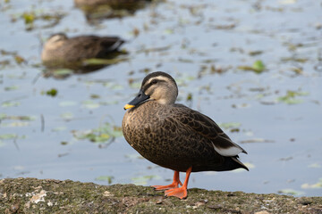 Spot‐billed duck by the pond. Its scientific name is Anas zonorhyncha.