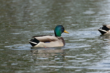Male Mallard or Wild Duck (Anas platyrhynchos) swimming in a pond