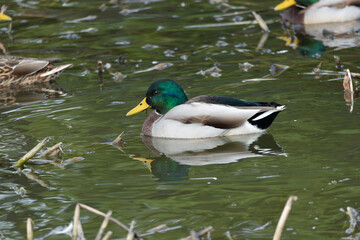 Male Mallard or Wild Duck (Anas platyrhynchos) swimming in a pond