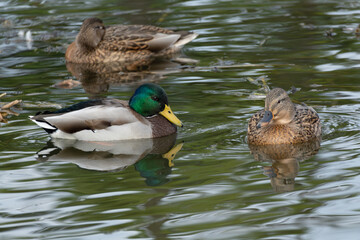 Male and female Mallard or Wild Duck (Anas platyrhynchos) swimming in a pond