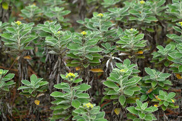 Fototapeta premium Leaves of Chrysanthemum pacificum, commonly called gold and silver chrysanthemum (Insects on stem)