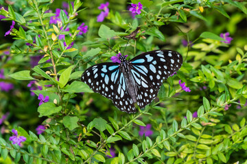 butterfly on flower