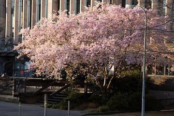 blossom in spring, Cherry flower, Sakura, University of Canterbury, Christchurch, New Zealand
