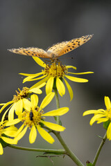 The Indian fritillary (Argynnis hyperbius) sucks on the nectar of flowers