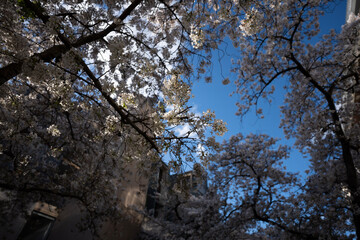 blossom in spring, Cherry flower, Sakura, University of Canterbury, Christchurch, New Zealand