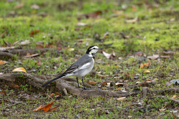 winged Wagtail,Motacilla alba lugens