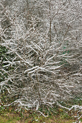 Snow-covered branches create a serene winter landscape in a quiet forest during the chilly afternoon