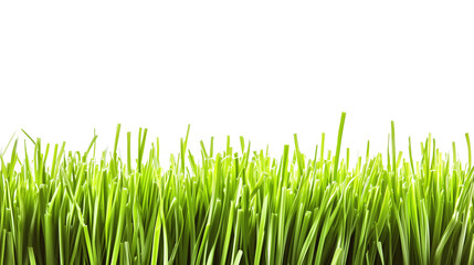 Fototapeta premium Fresh green grass on a transparent background, isolated