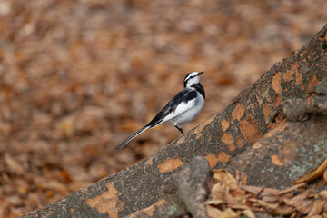 Motacilla alba lugens, known as the White Wagtail, rests on a tree trunk surrounded by fall foliage.