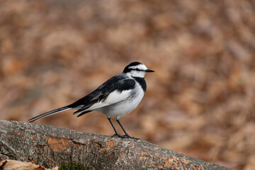Motacilla alba lugens, known as the White Wagtail, rests on a tree trunk surrounded by fall foliage.