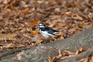 Motacilla alba lugens, known as the White Wagtail, rests on a tree trunk surrounded by fall foliage.