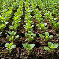 Obraz premium A field densely planted with young plants