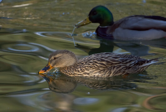 Coppia Germani reali 