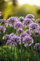 Obraz premium blooming violet onion (allium) close up in summer garden