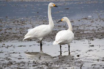 Two Tundra Swans (Cygnus columbianus) are migrating together in a field. They have flown in from the north to spend the winter.
