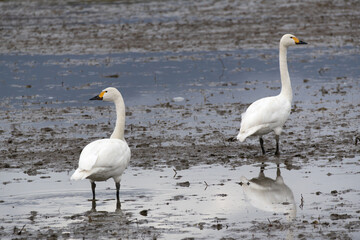 Tundra Swans (Cygnus columbianus) walking in the swamp. They came from Siberia to spend the winter in Japan.