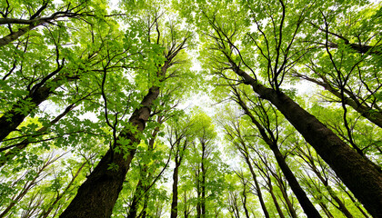 Obraz premium Lush Green Forest Canopy View Nature Photography