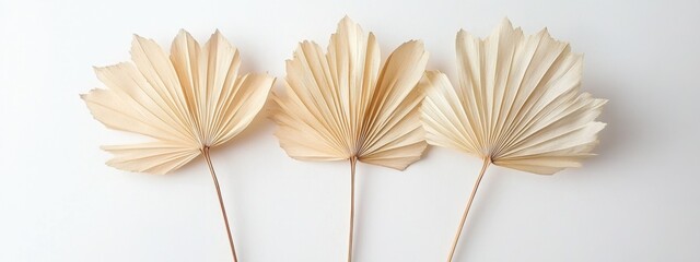 Delicate dried palm leaves arranged elegantly on long stems against a clean white backdrop showcasing natural beauty in a minimalist style