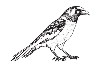 Side view of a Carrion Crow, Corvus corone, White logo icon illustration white background