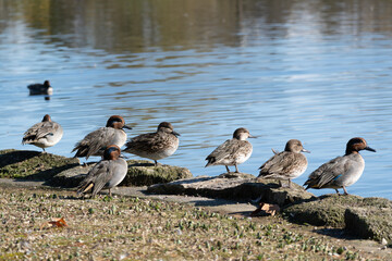 Female and male common teal resting near the pond