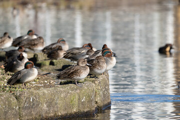 Female and male common teal resting near the pond