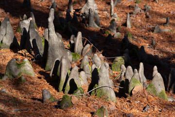 Breath-root cluster of Taxodium distichum, also known as bald cypress or swamp cypress.