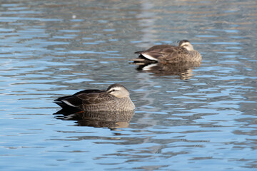 The spot-billed ducks resting with their faces tucked into their backs in the pond