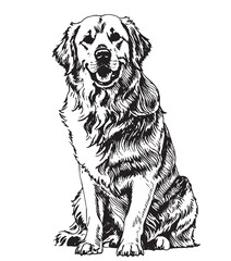 Happy Bernese mountain dog sitting on a white background