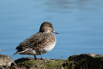 Female Common Teal on the rocks next to the pond. Its scientific name is Anas crecca.