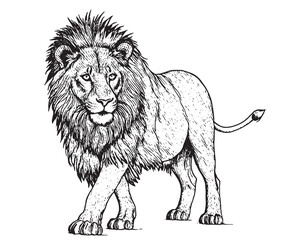 lion sketch vector graphic of animal isolated sketch t-shirt print monochrome illustration on white background