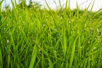 Green grass with dew clinging to it on a refreshing morning