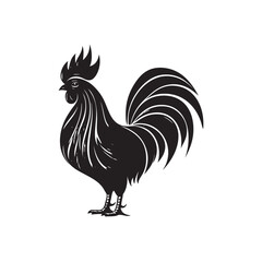 rooster isolated on white background