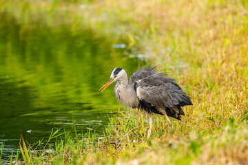 水辺のアオサギ