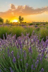 Fototapeta premium Lavender flower field glowing under sunset with warm hues illuminating the serene landscape