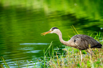 水辺のアオサギ