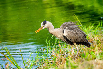 水辺のアオサギ