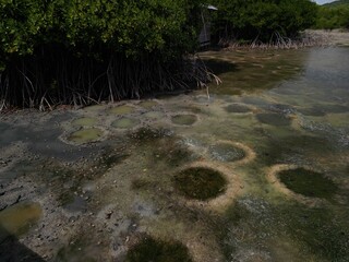 etang des salines, martinique, martinica