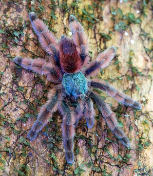 Caribena Versicolor giant spider Martinique