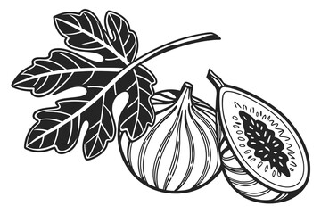 black color line art Indian fig fruit silhouette vector illustration white background F.eps