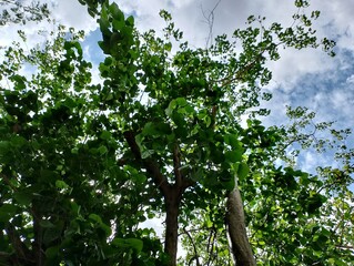 leaves and sun